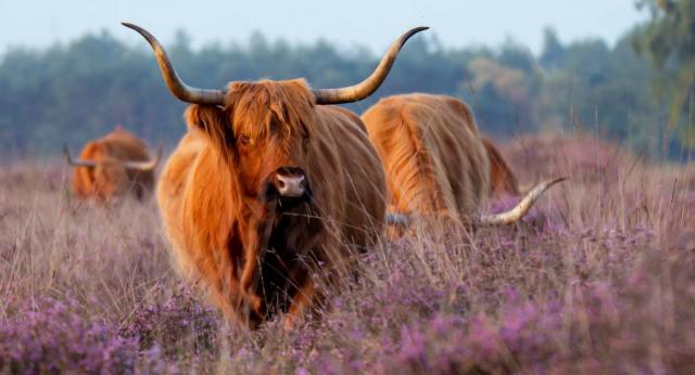 Westerheide 27-08-2…